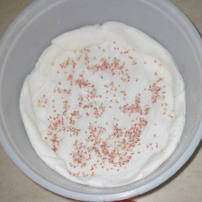 Amaranthus Caudatus Love Lies Bleeding Seeds (200 Seeds) High Germination/ Easy To grow/ Perfect for pots, balconies, or Terrace gardens