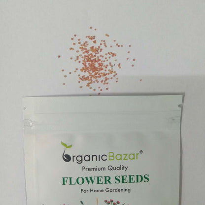 Amaranthus Caudatus Love Lies Bleeding Seeds (200 Seeds) High Germination/ Easy To grow/ Perfect for pots, balconies, or Terrace gardens