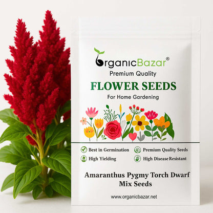 Amaranthus Pygmy Torch Dwarf Mix Seeds (200 Seeds)