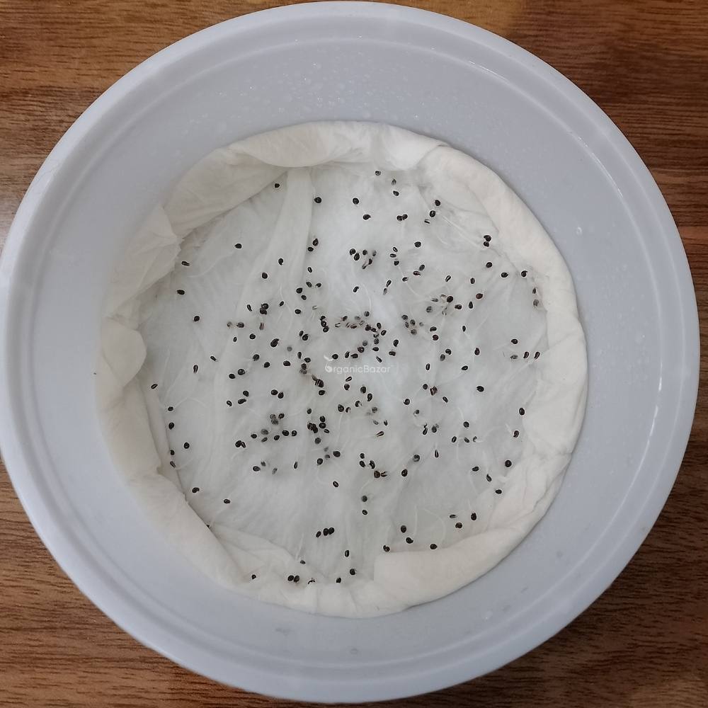 Amaranthus Tricolor Molten fire Seeds (200 Seeds) igh Germination/ Easy To grow/ Perfect for pots, balconies, or Terrace gardens