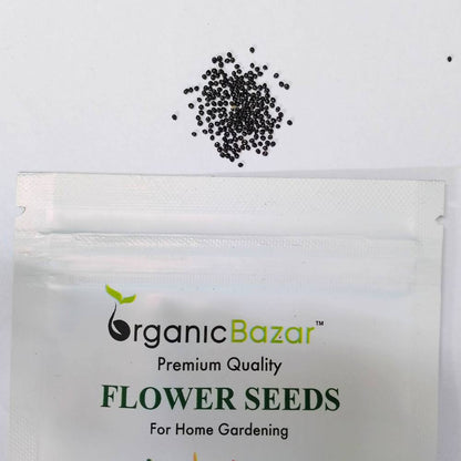 Amaranthus Tricolor Molten fire Seeds (200 Seeds) igh Germination/ Easy To grow/ Perfect for pots, balconies, or Terrace gardens