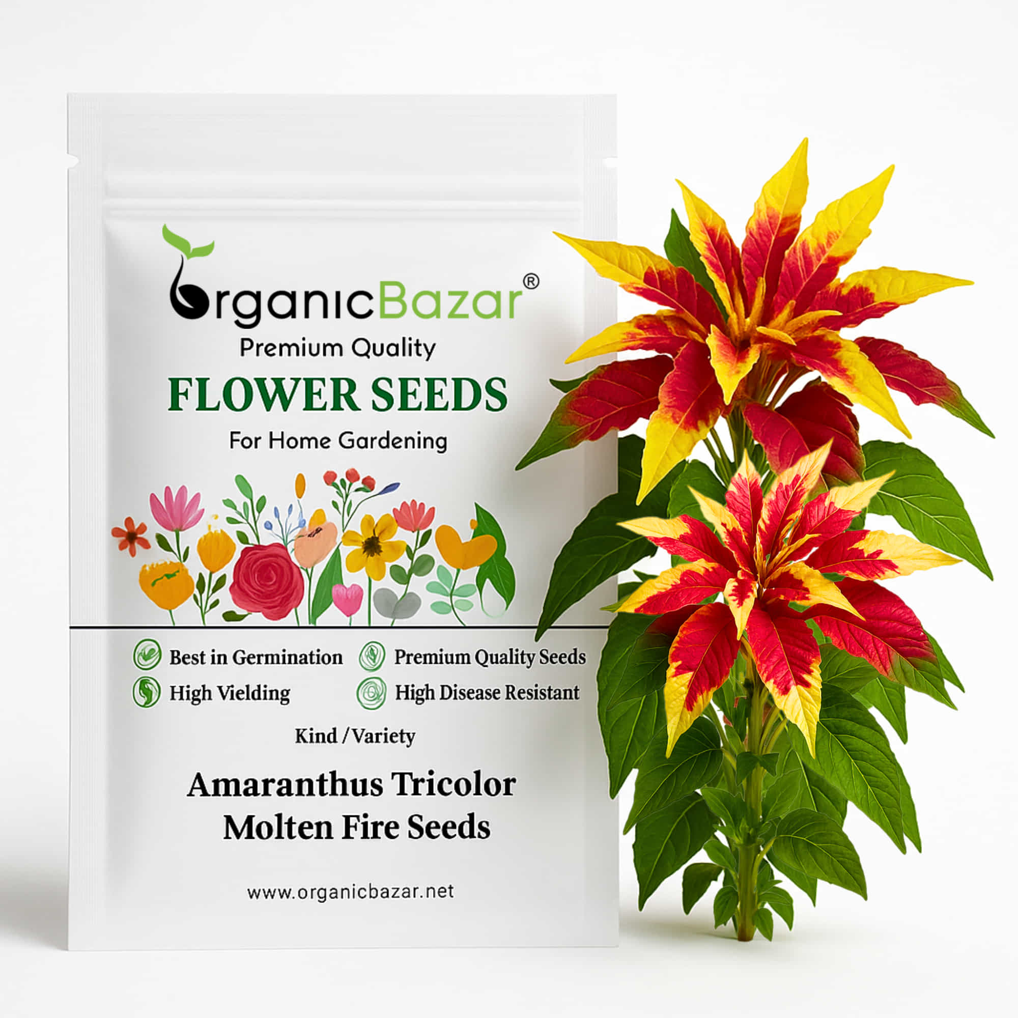 Amaranthus Tricolor Molten fire Seeds (200 Seeds) igh Germination/ Easy To grow/ Perfect for pots, balconies, or Terrace gardens