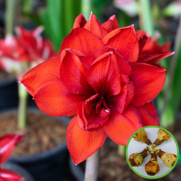 Amaryllis lily Double Red Flower Bulb (05 Bulbs)