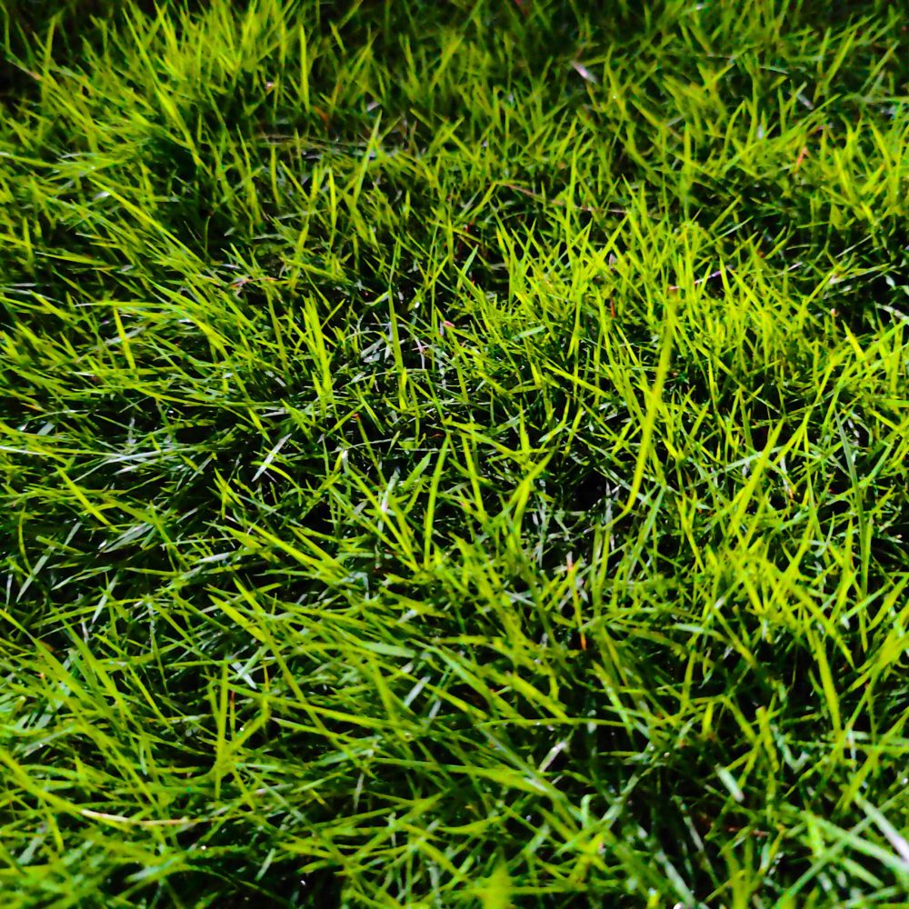 American Bermuda Grass Seeds For Lawn Garden
