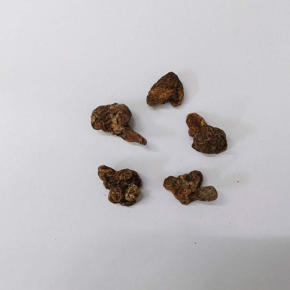 Anemone The Admiral (Pink) Flower Bulbs (05N)