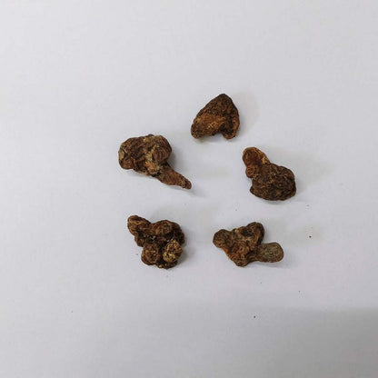 Anemone The Admiral (Pink) Flower Bulbs (05N)