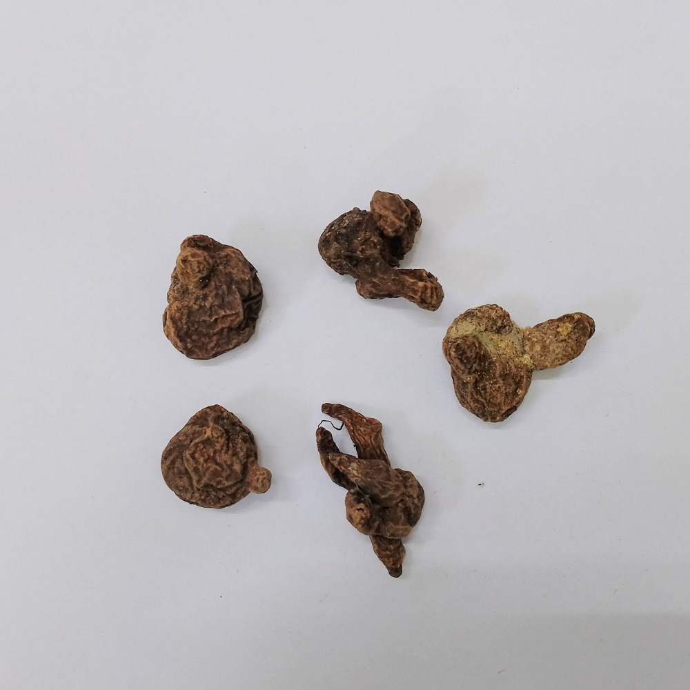 Anemone The Governer (Red) Flower Bulbs (05N)