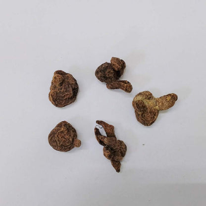 Anemone The Governer (Red) Flower Bulbs (05N)