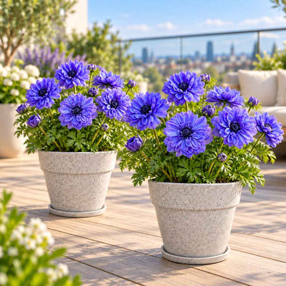 Anemone Lord Lieutenant (Blue) Flower Bulbs (05 Bulbs)