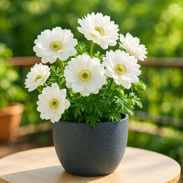 Anemone Mount Everest (White) Flower Bulbs (05 Bulbs)