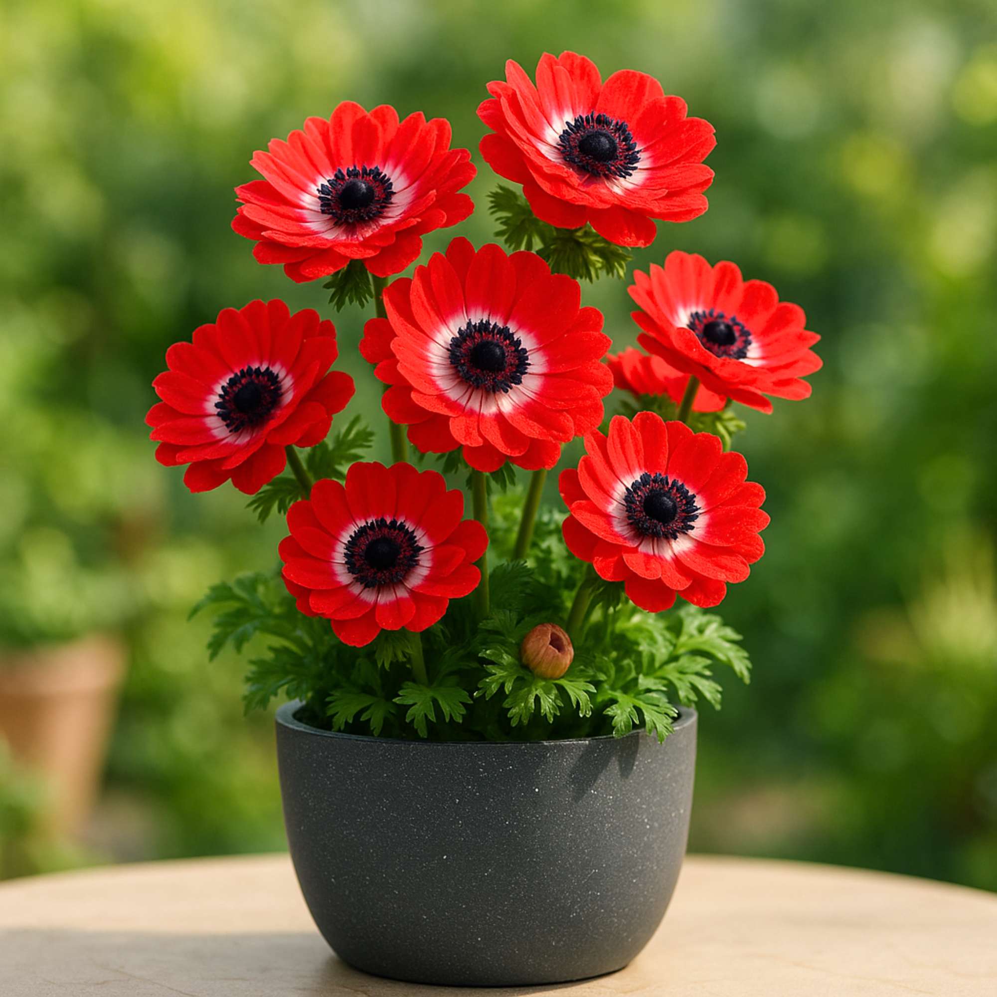 Anemone The Governer (Red) Flower Bulbs (05N)