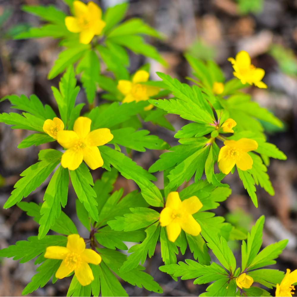 Anemone Yellow Wood Flower Bulbs