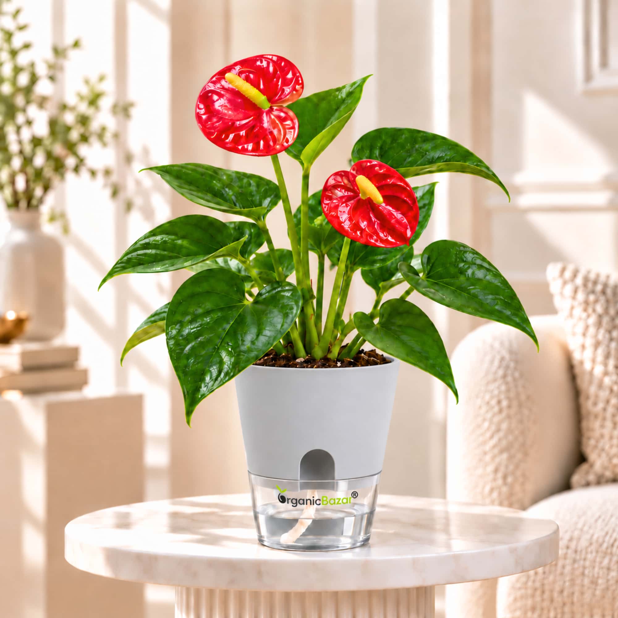 Anthurium Red Live Plant