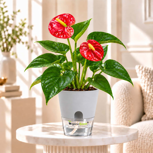 Anthurium Red Live Plant