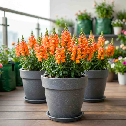 Antirrhinum (Snapdragon) Majus F1 Orange Flower Seeds (100 Seeds)