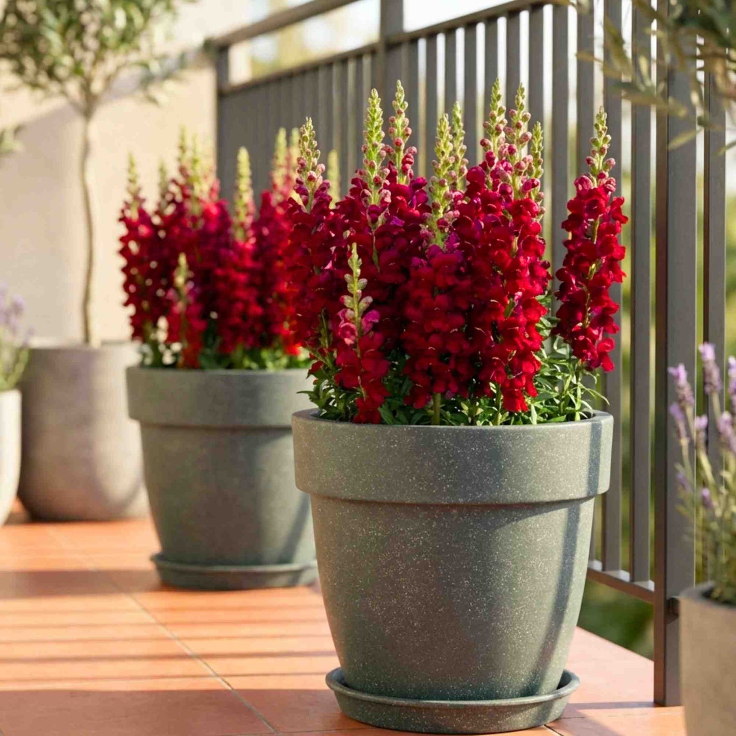 Antirrhinum (Snapdragon) Majus F1 Red Flower Seeds (100 Seeds)