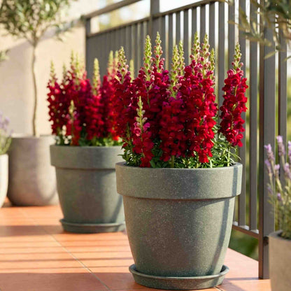 Antirrhinum (Snapdragon) Majus F1 Red Flower Seeds (100 Seeds)