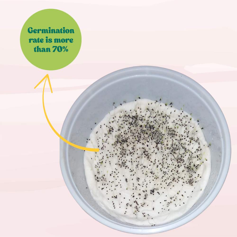 Antirrhinum Semi Tall Mix Seeds (400 Seeds) High Germination/Easy To grow/ Perfect for Terrace gardens