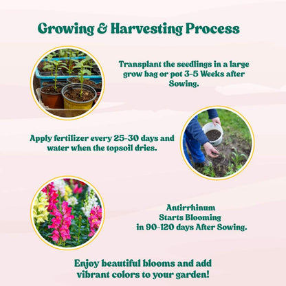 Antirrhinum Semi Tall Mix Seeds (400 Seeds) High Germination/Easy To grow/ Perfect for Terrace gardens