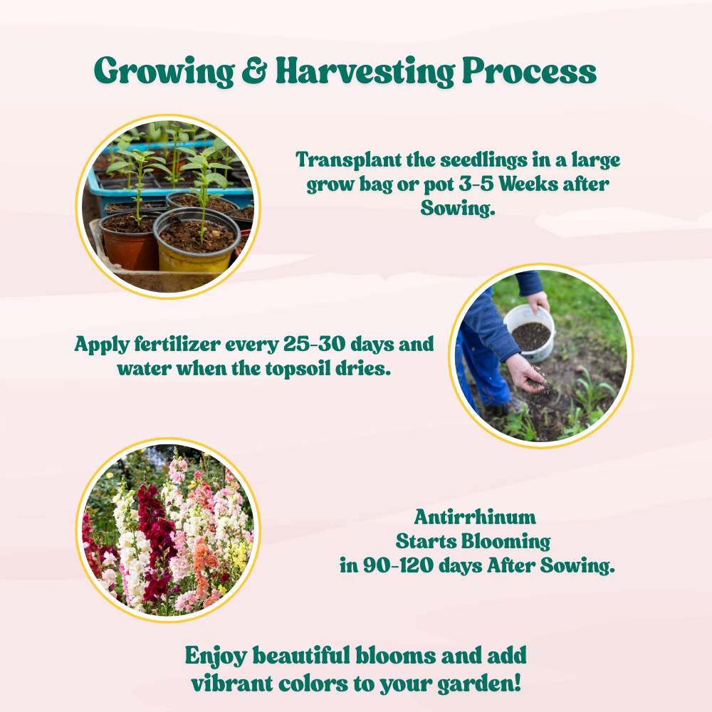 Antirrhinum Tom Thumb Dwarf Mix Seeds (400 Seeds)