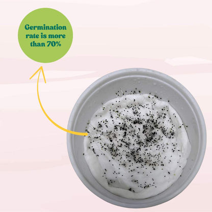 Antirrhinum Tom Thumb Dwarf Mix Seeds (400 Seeds)