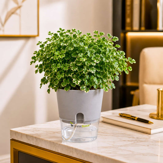 Aralia Oak Leaf Variegated Live Plant