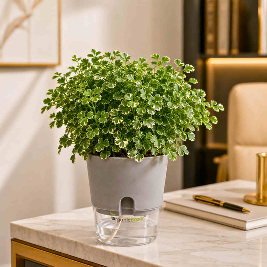Aralia Oak Leaf Variegated Live Plant