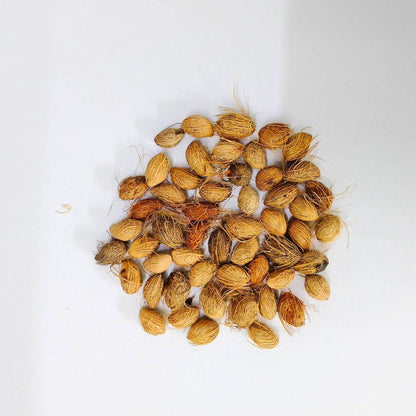 Areca Palm Seeds - एरिका पाम के बीज (50 Seeds)