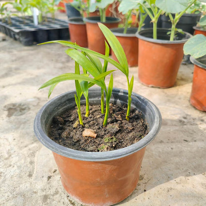 Areca Palm Seeds - एरिका पाम के बीज (50 Seeds)