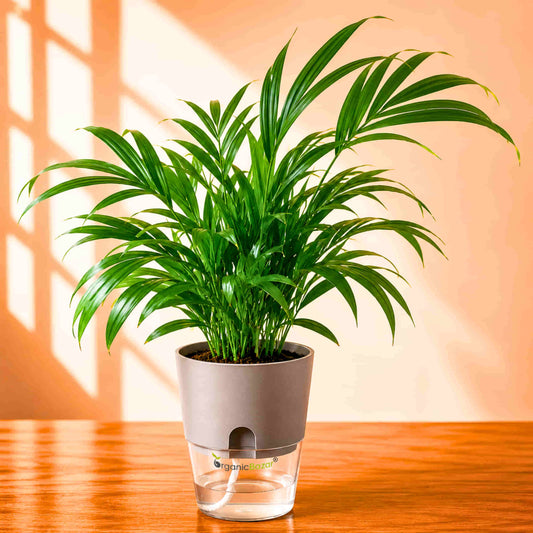 Areca Palm Live Plant