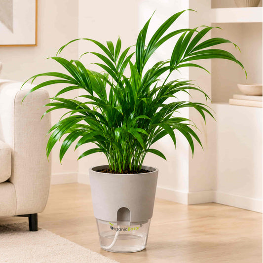 Areca Palm Live Plant