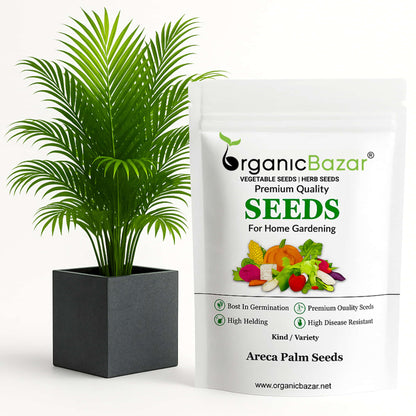 Areca Palm Seeds - एरिका पाम के बीज (50 Seeds)