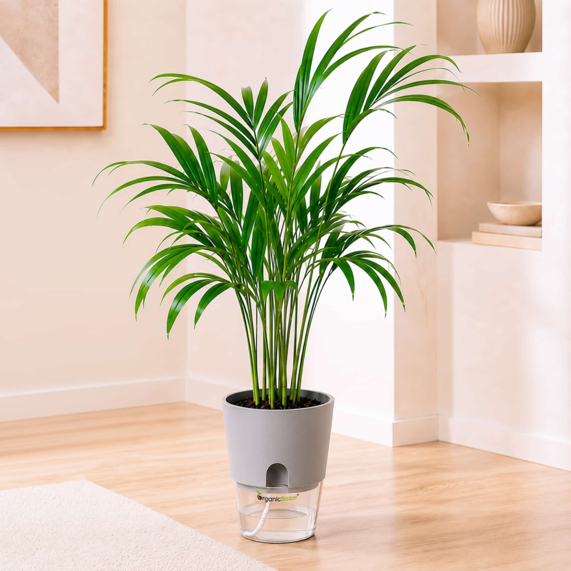 Areca Palm Live Plant