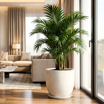 Roto-Moulded Aroma Pot with Saucer – Premium Stone-Finish Planter for Indoor & Outdoor Garden (Pack of 1)