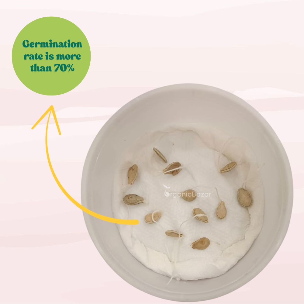 Ash Gourd Seeds - 12 Seeds (Petha /पेठा के बीज) Easy To grow, High Germination, High Yield Ash Gourd Seeds for Home Gardening