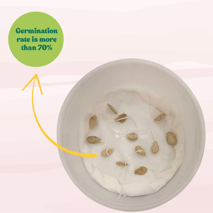 Ash Gourd Seeds - 12 Seeds (Petha /पेठा के बीज) Easy To grow, High Germination, High Yield Ash Gourd Seeds for Home Gardening