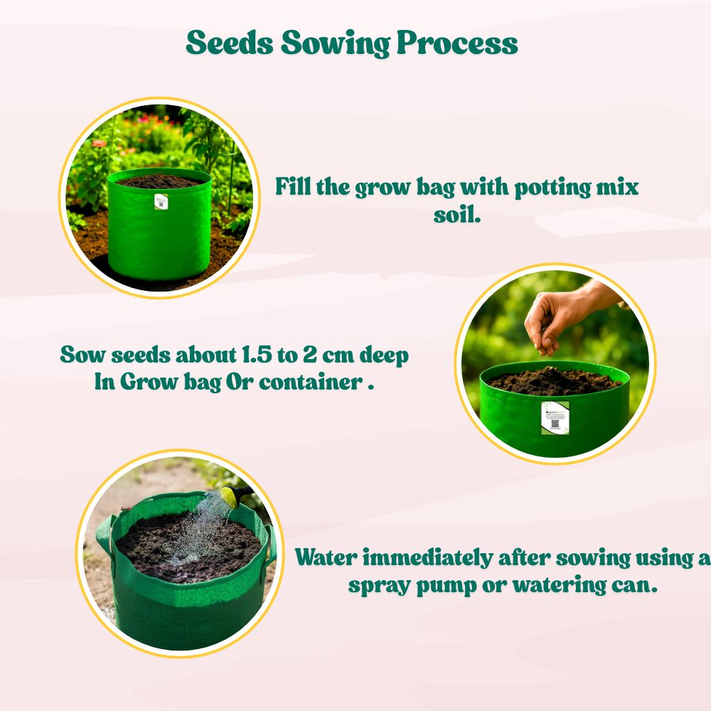 Ash Gourd Seeds - 12 Seeds (Petha /पेठा के बीज) Easy To grow, High Germination, High Yield Ash Gourd Seeds for Home Gardening