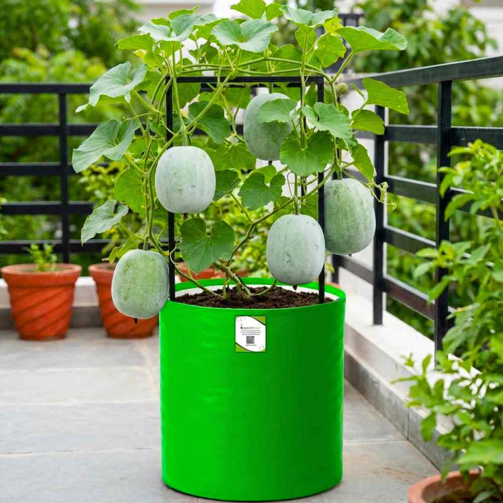Ash Gourd Seeds - 12 Seeds (Petha /पेठा के बीज) Easy To grow, High Germination, High Yield Ash Gourd Seeds for Home Gardening