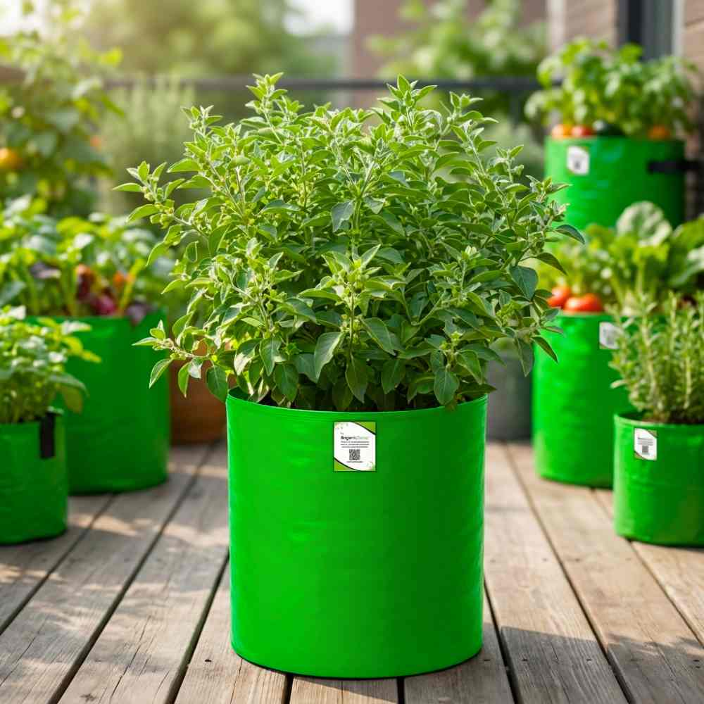 Ashwagandha Seeds - 500 Seeds (अश्वगंधा के बीज) High Germination Rate, Herbal Plant