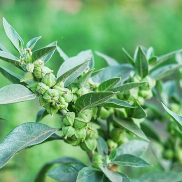 Ashwagandha Seeds (अश्वगंधा के बीज)