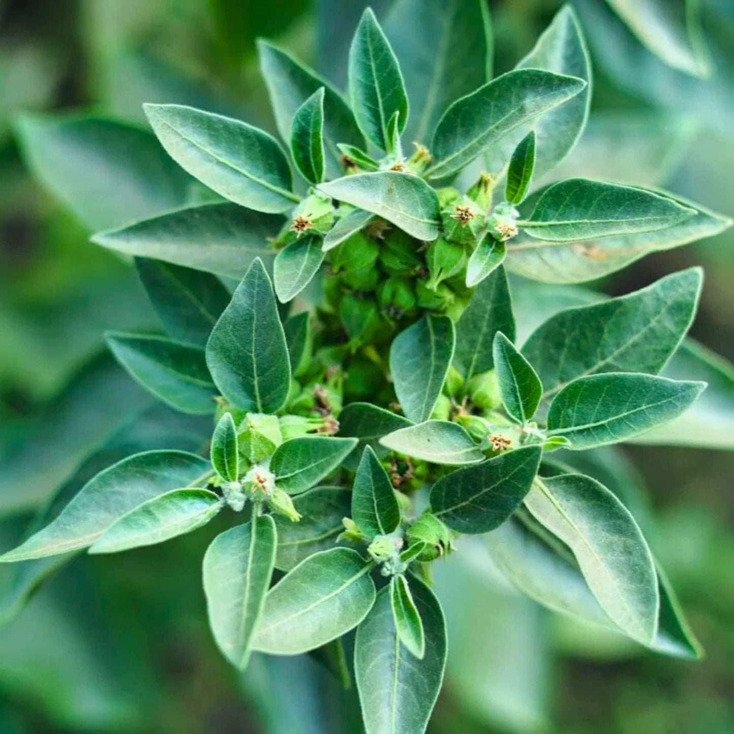 Ashwagandha Seeds - 500 Seeds (अश्वगंधा के बीज) High Germination Rate, Herbal Plant