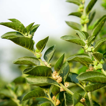 Ashwagandha Seeds - 500 Seeds (अश्वगंधा के बीज) High Germination Rate, Herbal Plant