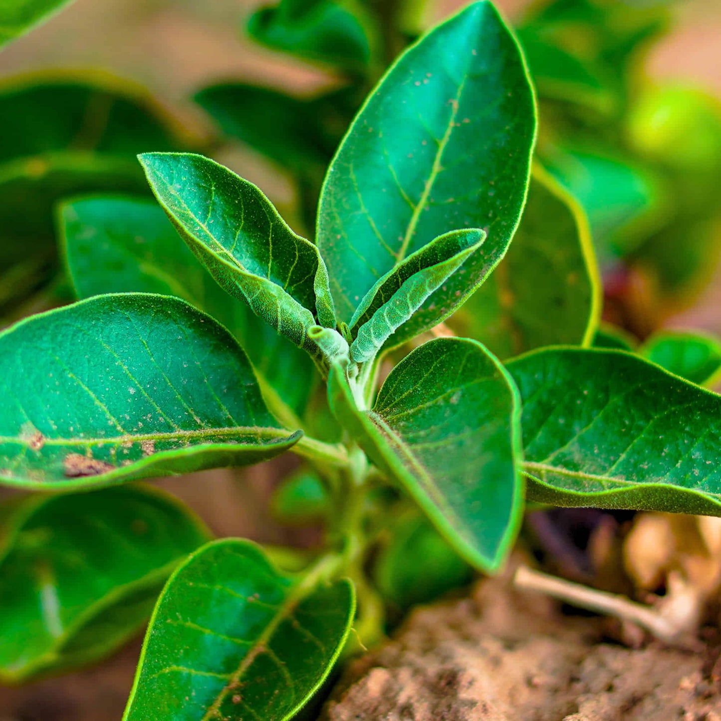 Ashwagandha Seeds - 500 Seeds (अश्वगंधा के बीज) High Germination Rate, Herbal Plant