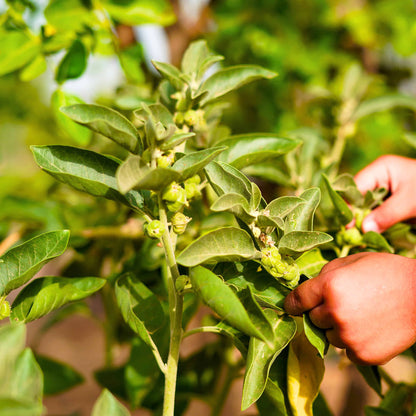 Ashwagandha Seeds - 500 Seeds (अश्वगंधा के बीज) High Germination Rate, Herbal Plant
