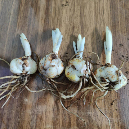 Asiatic (Lilium) Lily Orange Flower Bulbs