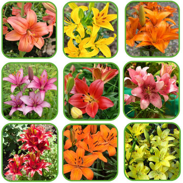 Asiatic (Lilium) Lily Flower Bulbs Mixed Color