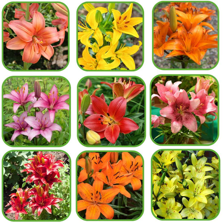Buy Best Quality Asiatic (Lilium) Lily Flower Bulbs Mixed Colors ...