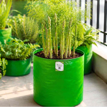 Asparagus Seeds - 50 Seeds (Shatavari/शतावरी के बीज) Premium Quality, High Germination Seeds For Balcony & Terrace Gardening