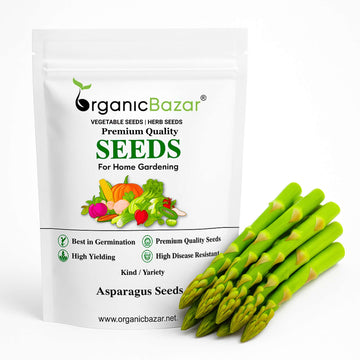 Asparagus Seeds - 50 Seeds (Shatavari/शतावरी के बीज)