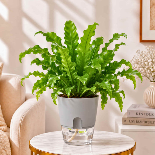 Asplenium Crispy Wave Fern Live Plant